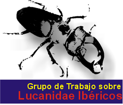 GTLI - Grupo de Trabajo sobre Lucanidae Ibricos