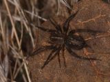 Lycosoides coarctata © Pedro Cardoso