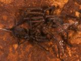 Tegenaria feminea © Pedro Cardoso