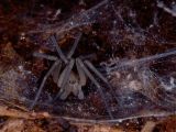 Tegenaria sp.. © Pedro Cardoso