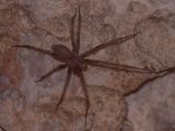 Tegenaria parietina © Pedro Cardoso