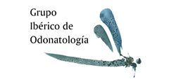 Tetigonido (Ortopteros); Foto: Paco Alarcón