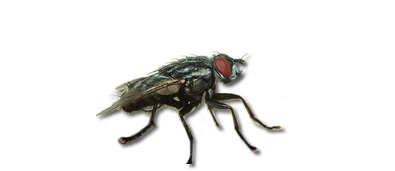 Sarcophaga carnaria (Diptera)